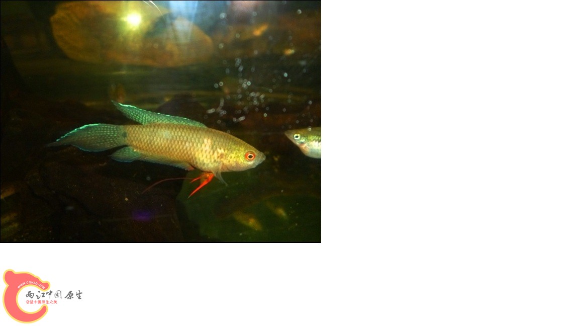 绿矛尾天堂鸟(Pseudosphromenus cupanus).jpg
