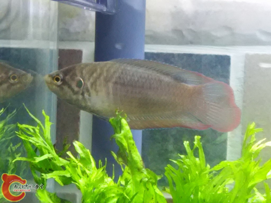 冬天屎色的圆尾