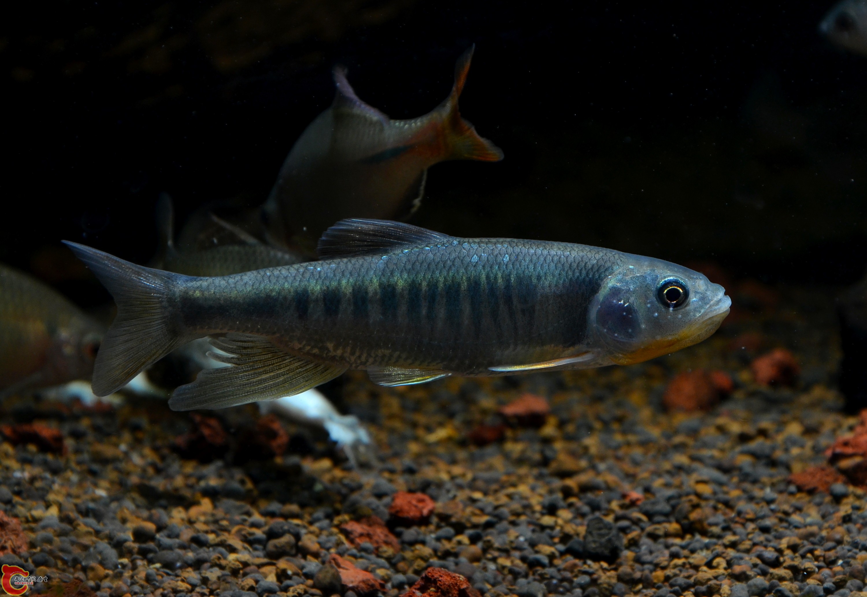 DSC_2867.jpg