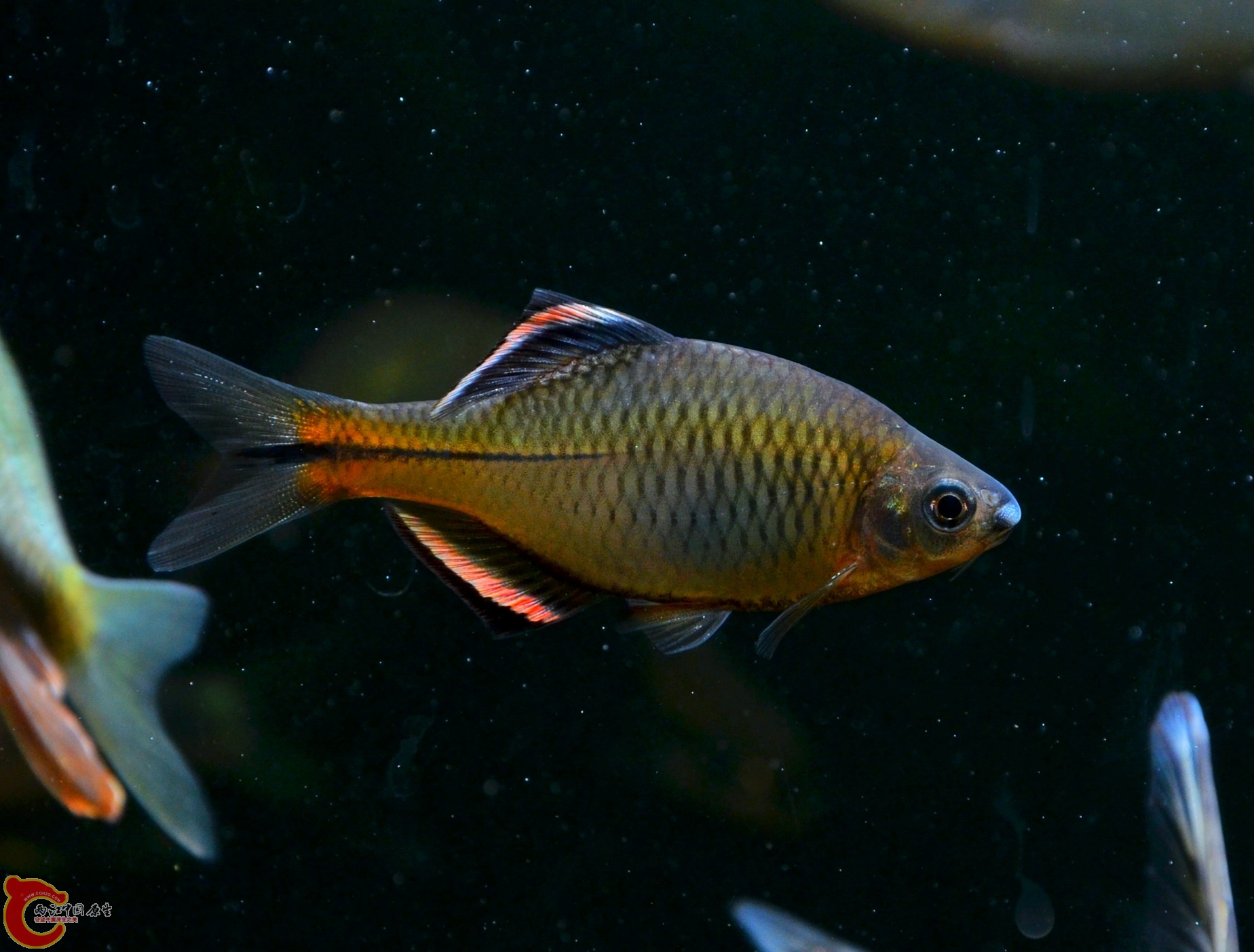 DSC_2852.jpg