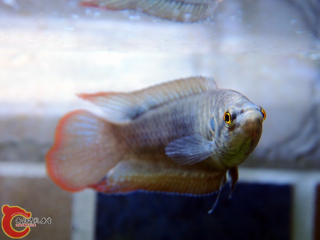 圆尾斗鱼02.JPG