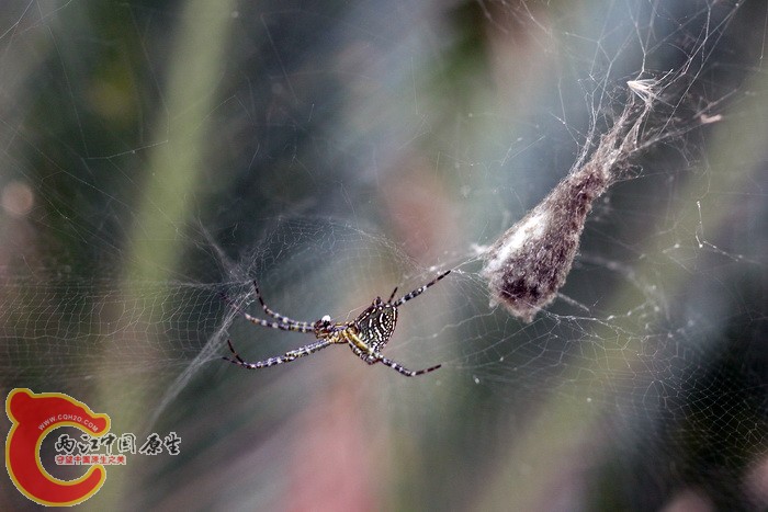 泉字云斑蛛雌蛛和牠的卵囊