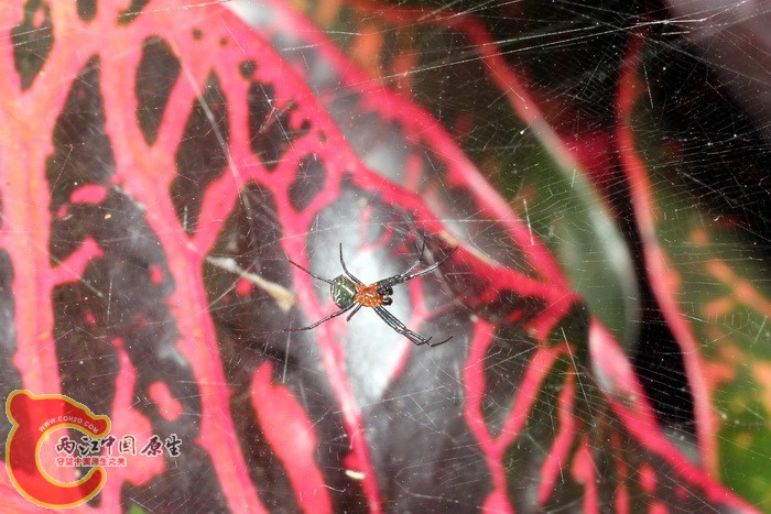 泉字云斑蛛雄蛛