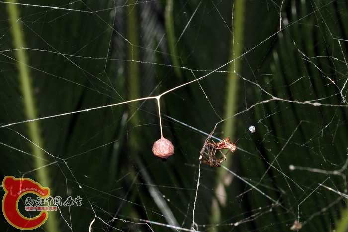 裂额寄居姬蛛雌蛛和牠的卵囊