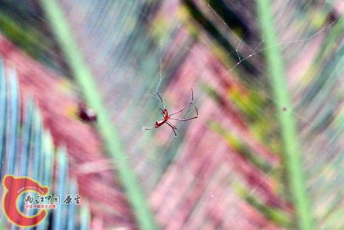 裂额寄居姬蛛雄蛛