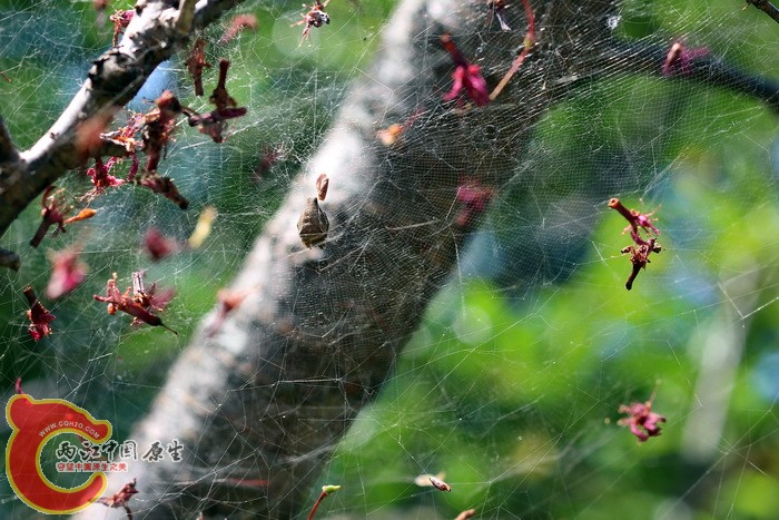 躲在网中央,还有凌乱的落叶碎屑掩护
