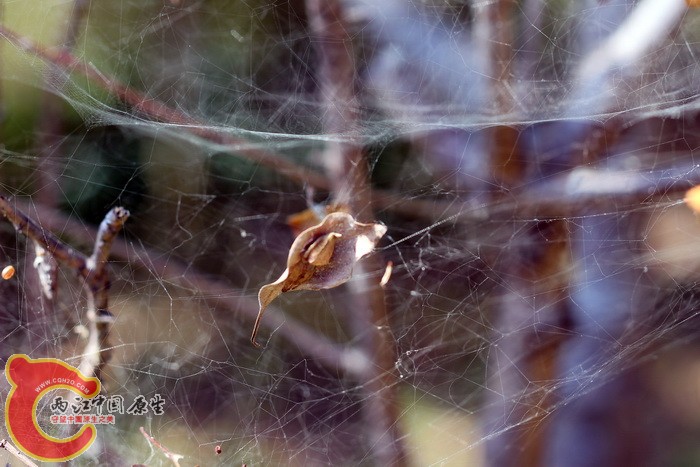 网中总是会有一片树叶,供其藏身,这片树叶就是小小的堡垒.