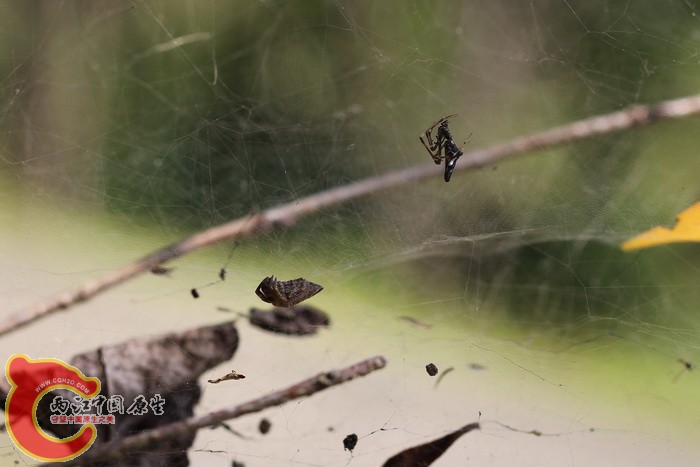 牠的食客和泉字云斑蛛一样是裂额寄居姬蛛