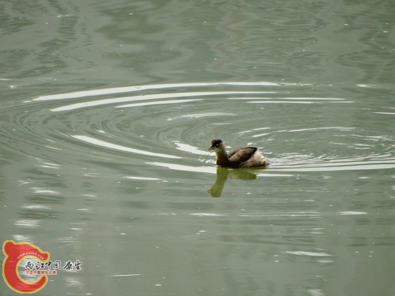 DSC01485.jpg
