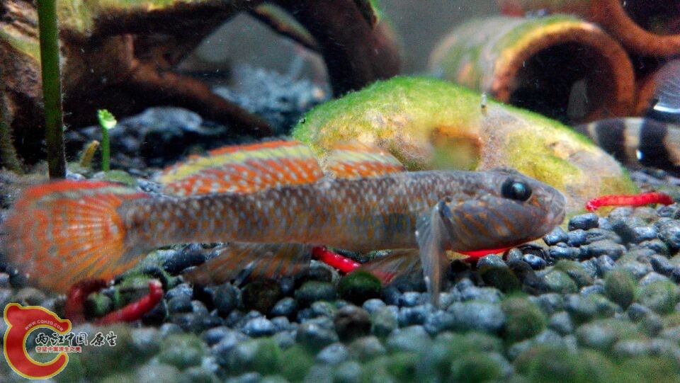 最早家里的子陵，自己家楼下野采的