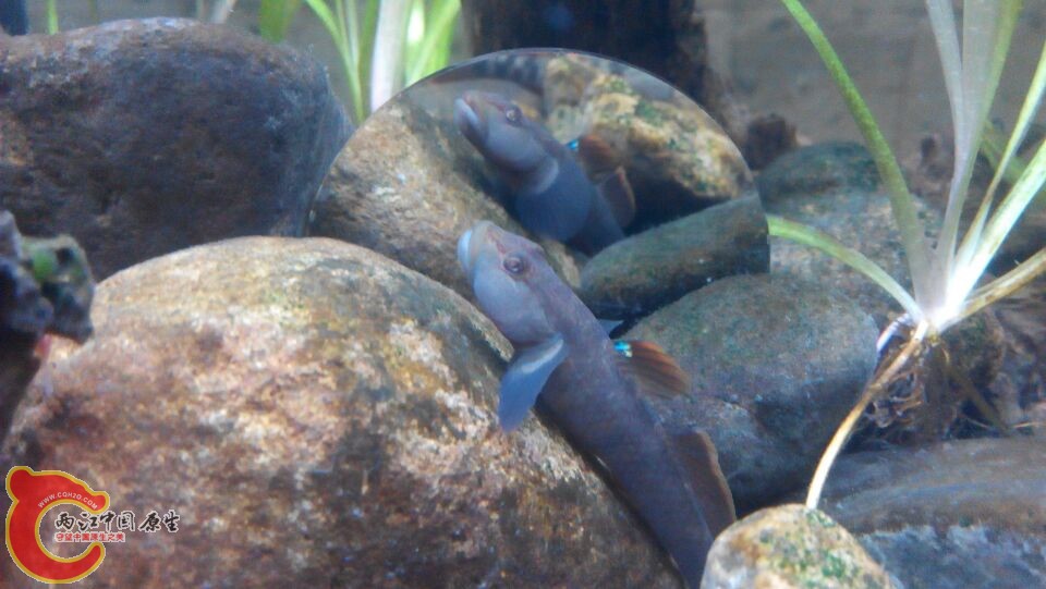 第一次采到的的李氏和小鳈