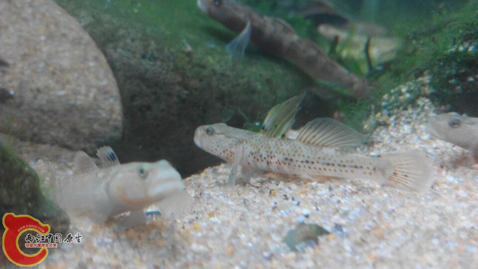 某小溪的雀斑鳍特别高