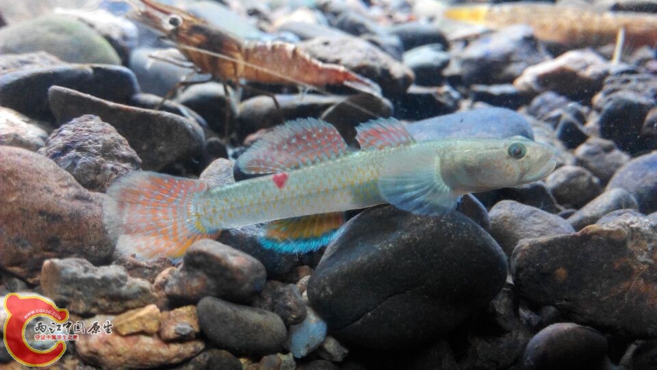 某小清新戴氏，有亮点尾部带爱心