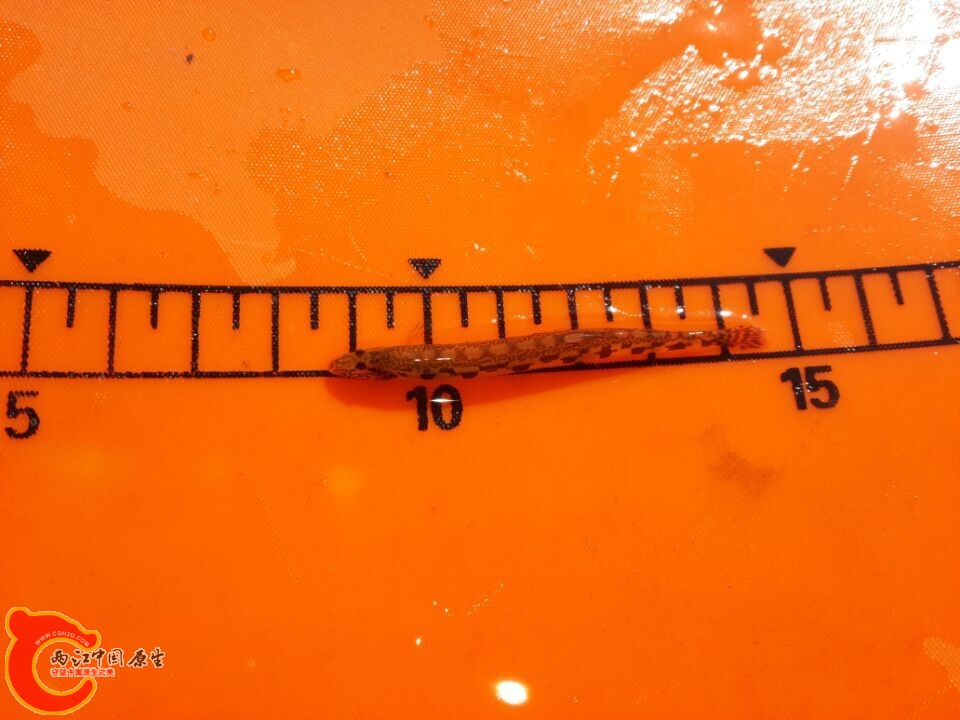 QQ图片20150217231749.jpg