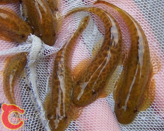 密斑，背鳍无色，黑色网格