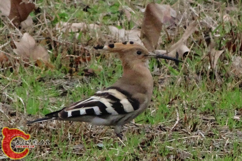 DSC00084_副本.jpg