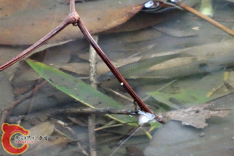 DSC00089_副本.jpg
