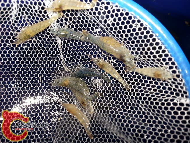 黑壳