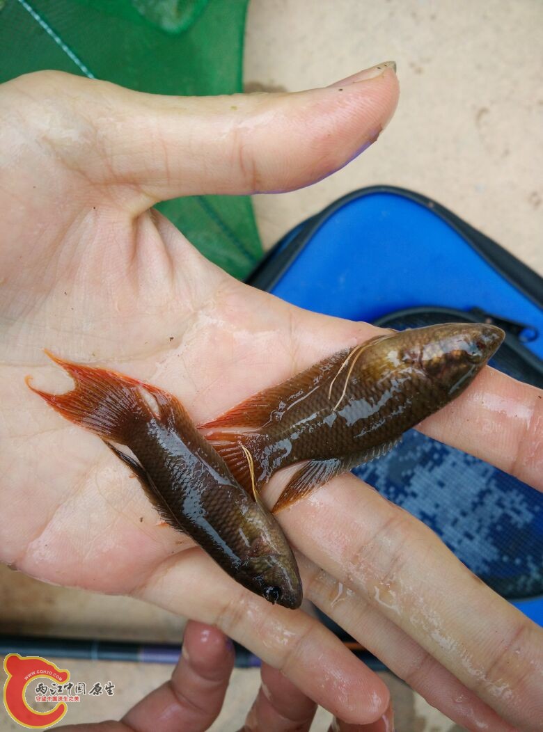 钦州黑叉