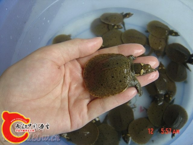 山瑞鳖1.jpg