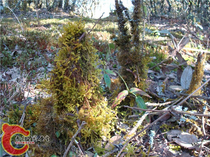 DSC07124.jpg