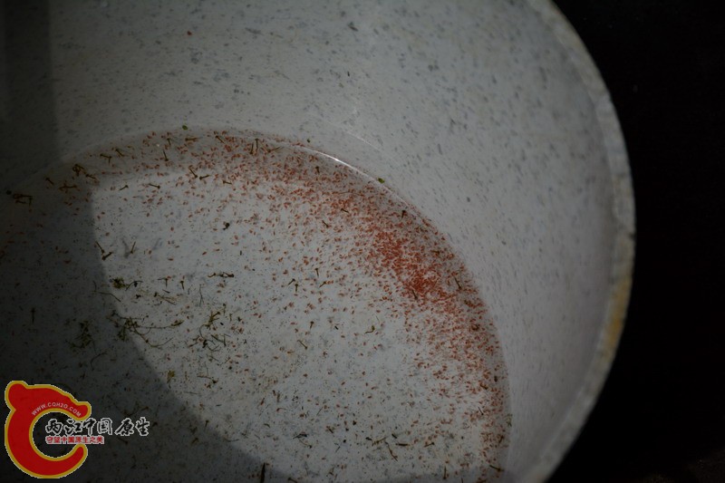 DSC_0520.jpg