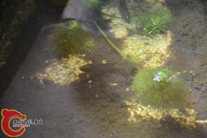 DSC_0531.jpg