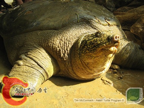 斑鳖1.jpg