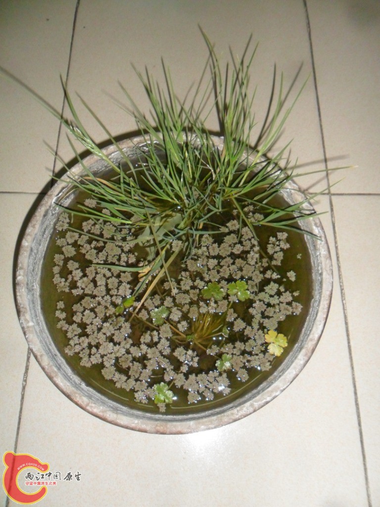 SAM_0116.JPG