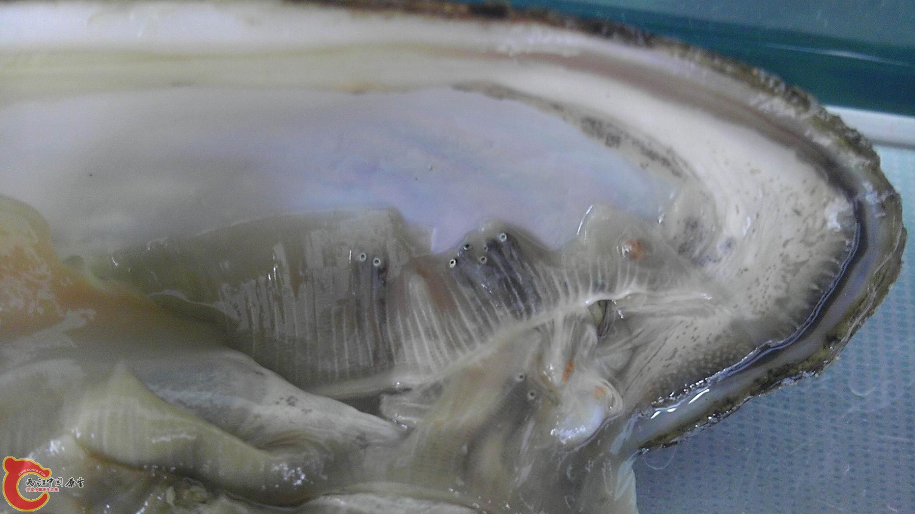 河蚌鳃中已经成型的小鱼