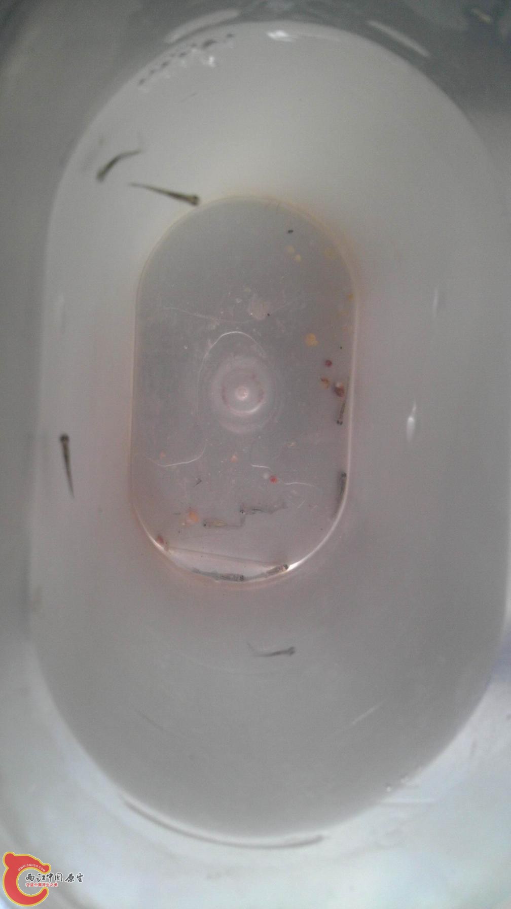 紧急抢救出的小旁皮