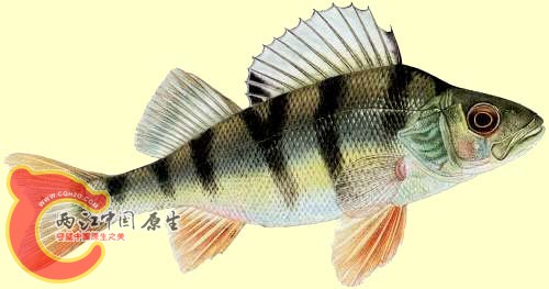 perche_commune_poisson.jpg