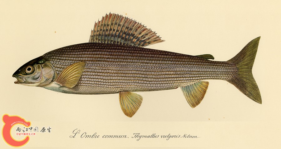 Ombre_commun.jpg