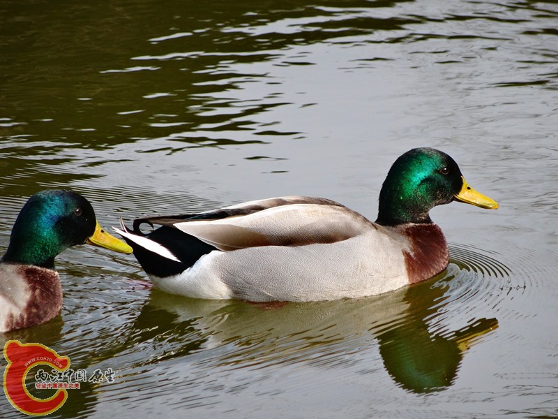 DSC00246_副本.jpg