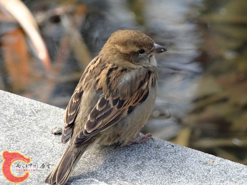 DSC00261_副本.jpg