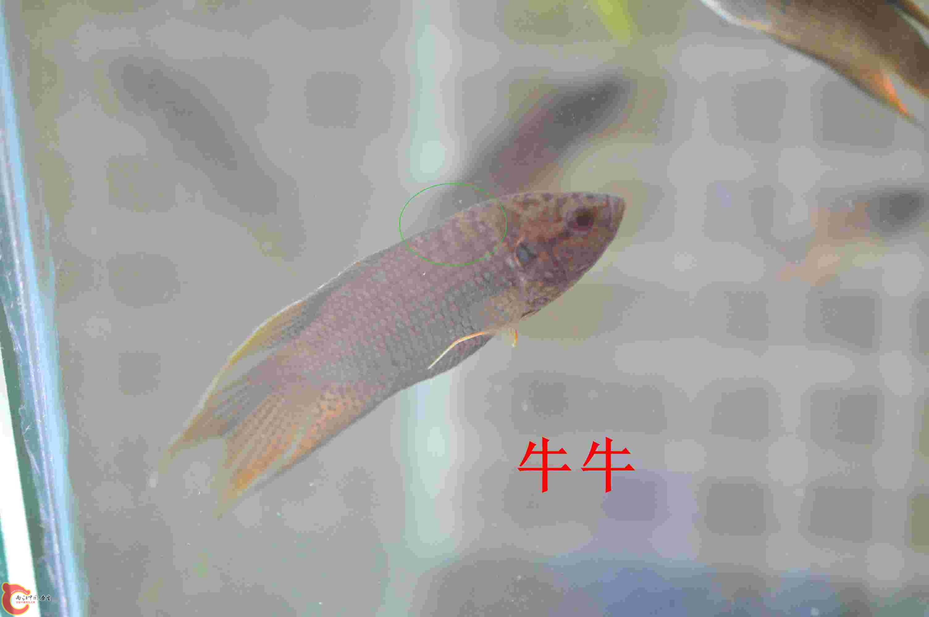 181353bwecym3bpqep1dcm.jpg
