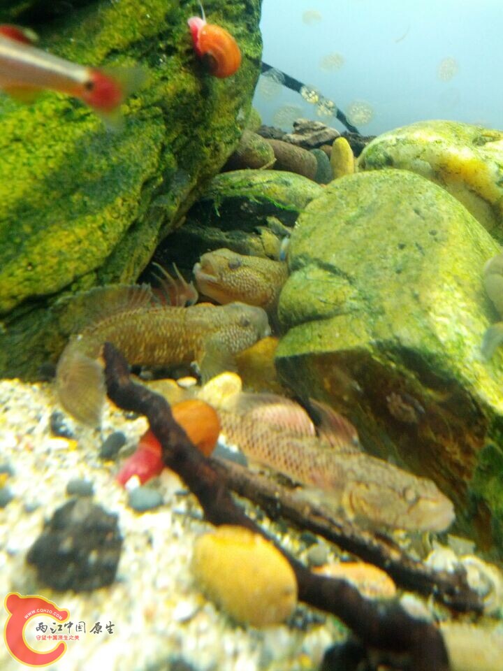 迷宫不知道是不是智商高点，先选择离开。