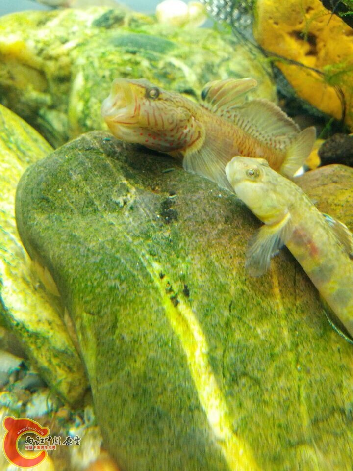 迷宫开始回来战斗