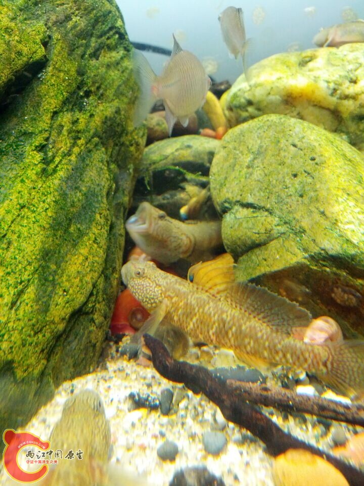 迷宫没几下就把类赶出来了，速度太快没拍到可惜了