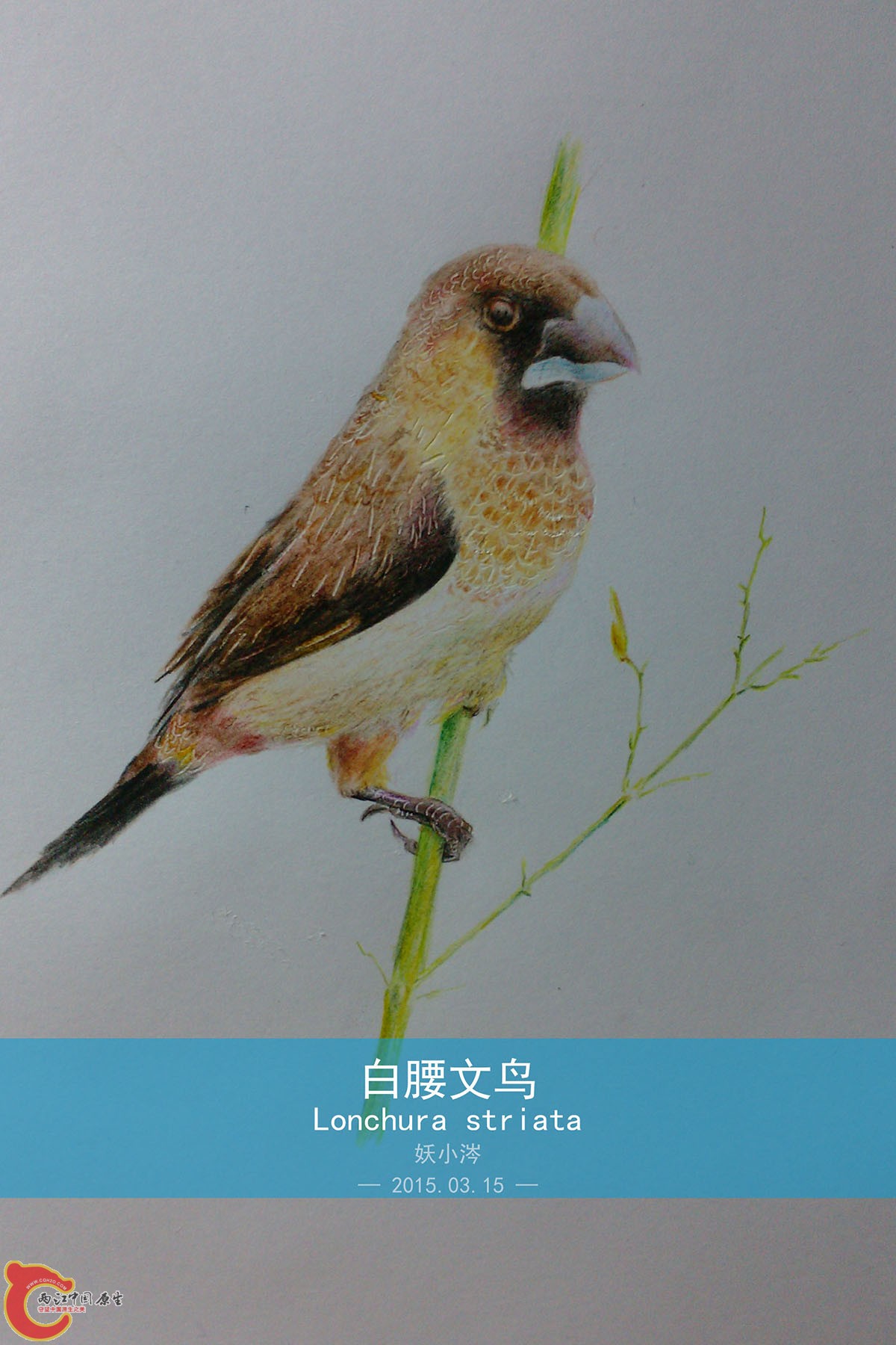 白腰文鸟（Lonchura striata）.jpg