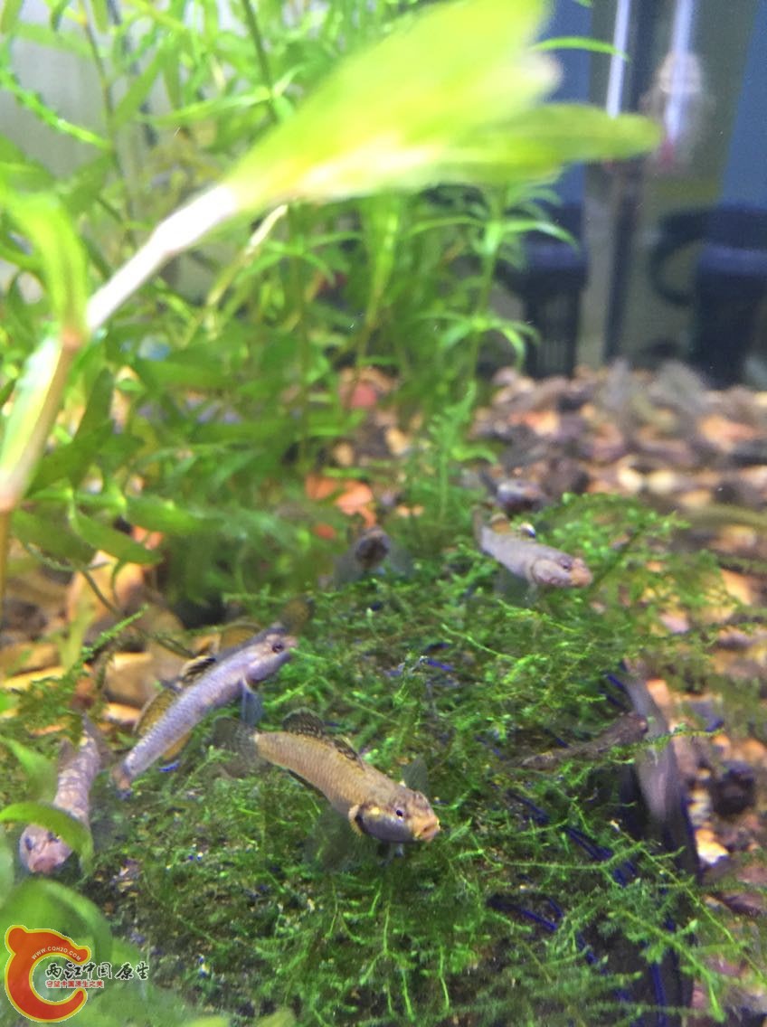 黄色旁边那条是不是公鱼？