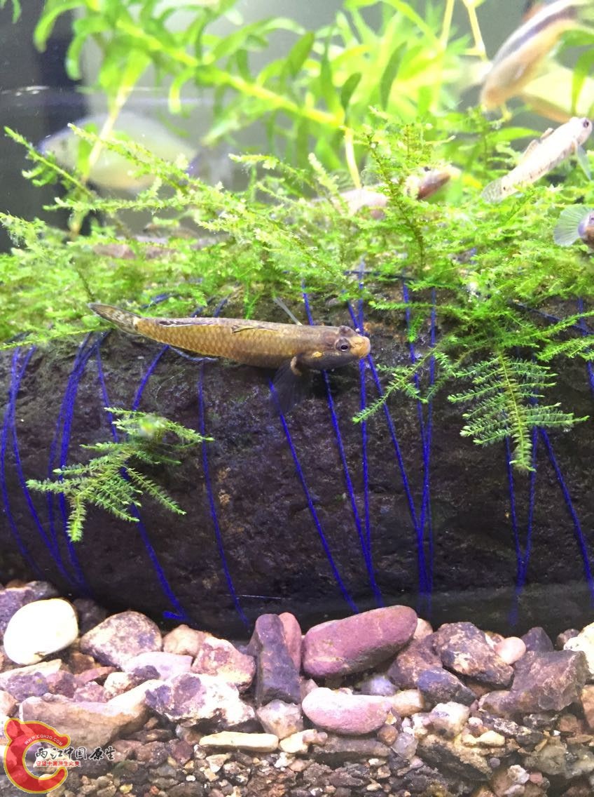 黄黄的颜色还可以。