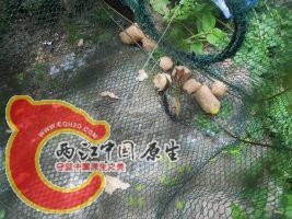 目标鱼，发色非常不错