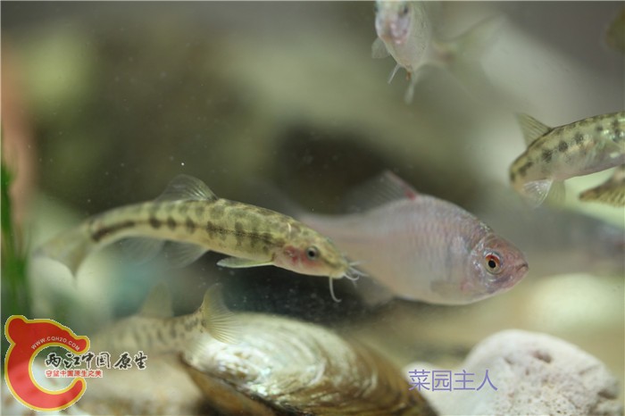 野采 001.jpg