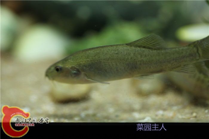 野采 008.jpg