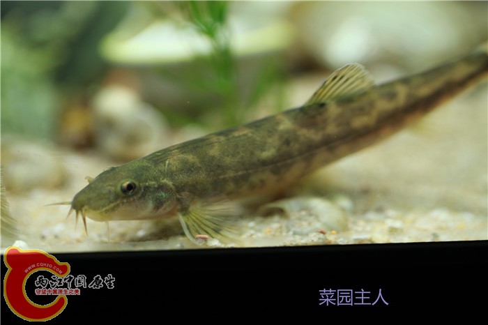 野采 010.jpg