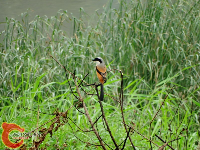 DSC01654.jpg