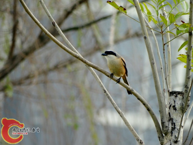 DSC01682.jpg