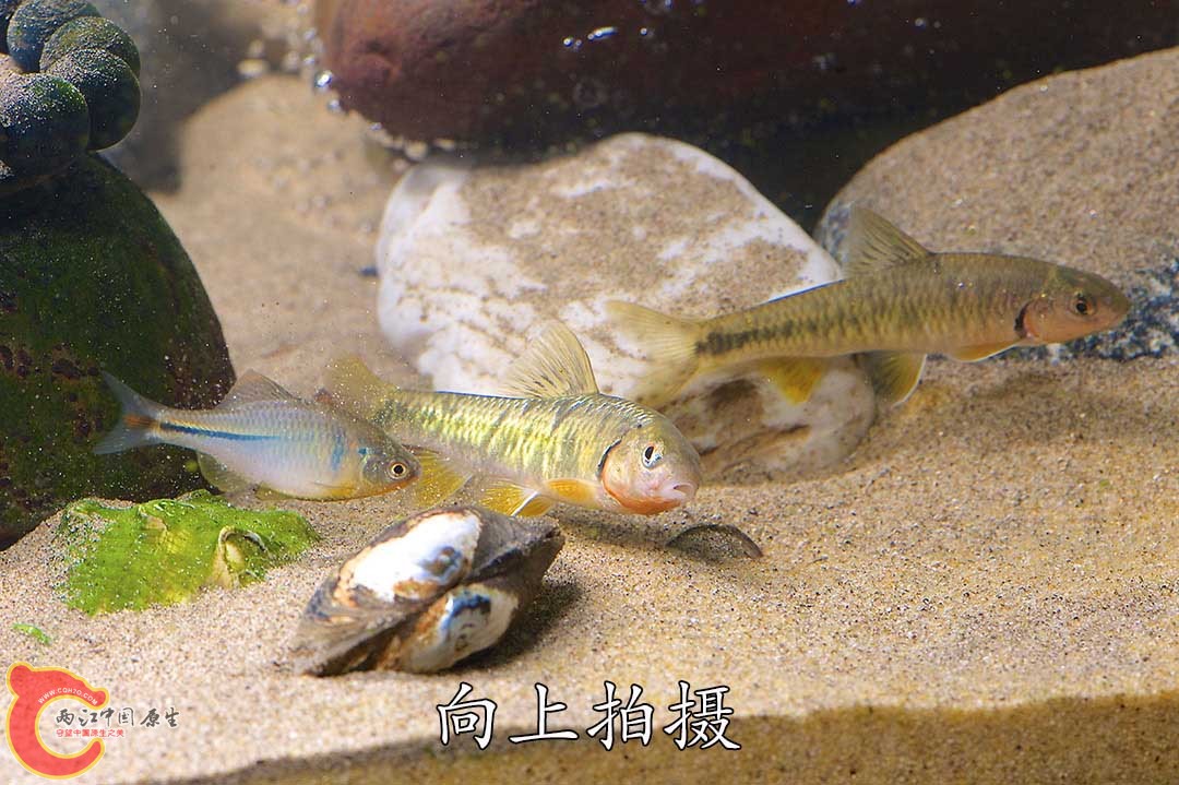 公旁皮冲向黑鳍鳈，捍卫领地