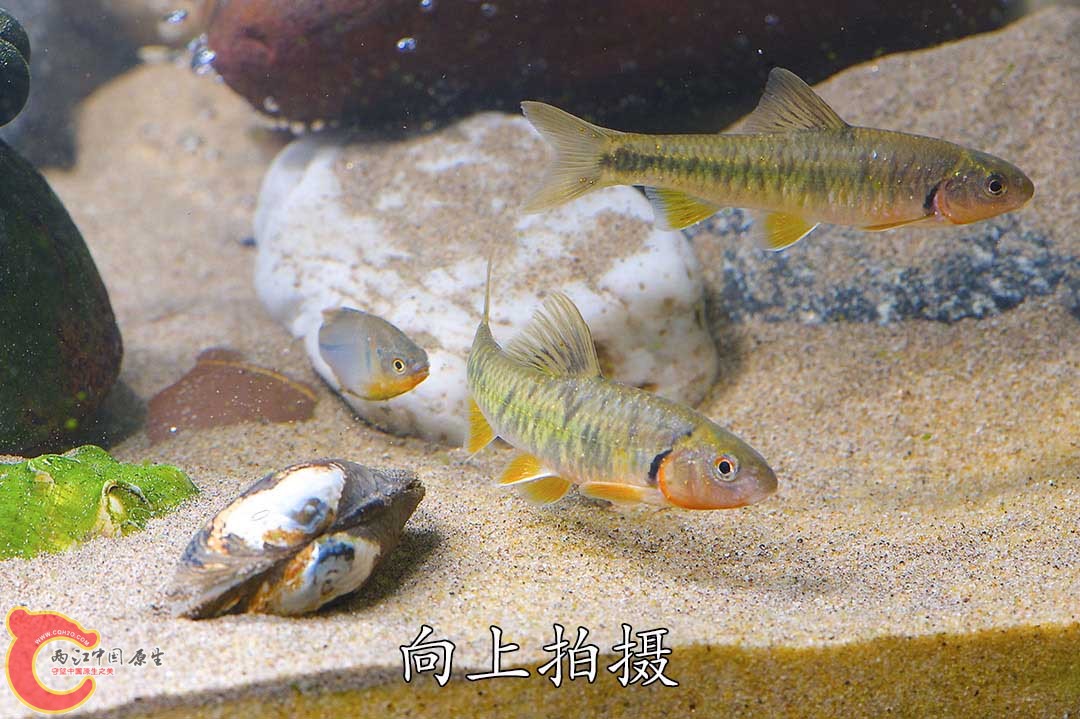 黑鳍鳈拔腿跑了